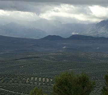 Olive fields: Credit., Wikimedia Commons Olive fields