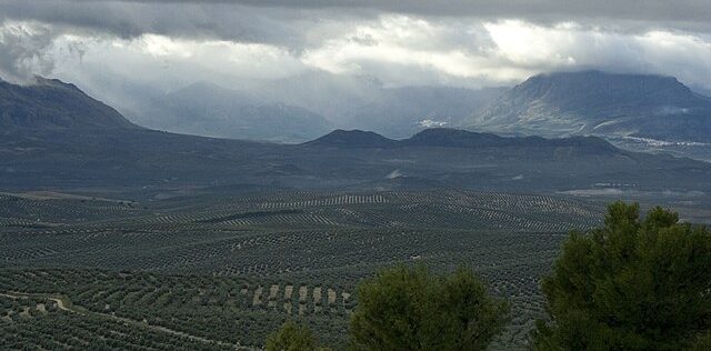 Olive fields: Credit., Wikimedia Commons Olive fields
