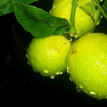 Fruits of Israel: Credit, Wikimedia Commons Fruits of Israel grow via agricultural technology