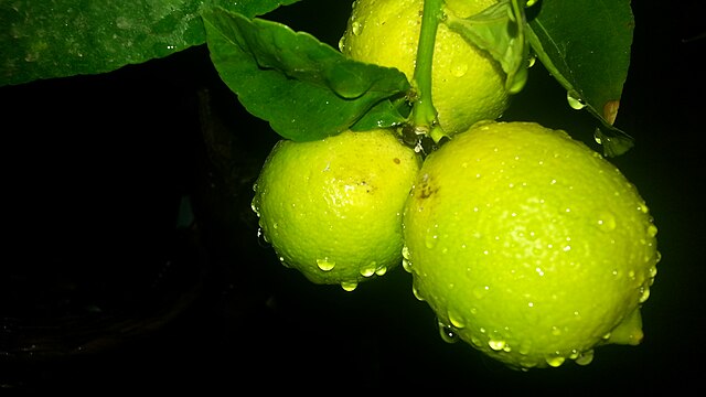 Fruits of Israel: Credit, Wikimedia Commons Fruits of Israel grow via agricultural technology