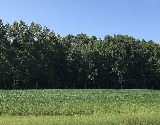 Soy field in the US: Credit, Wikimedia Commons US soy is one of key Chinese agricultural imports