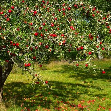 Tree with red apples: Credit, Wikimedia Commons red apples on tree