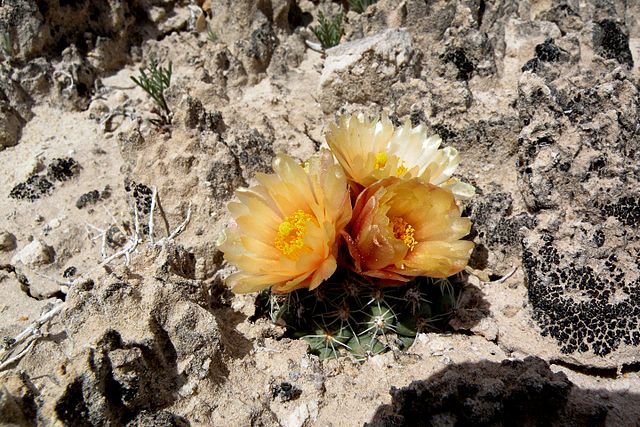 cactus in the desert: Credit, Wikimedia Commons Doha holds international Expo on horticulture themed “ Green Desert, Better Environment”