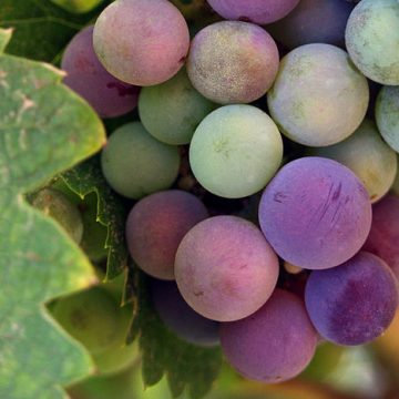 Baja California wine grapes: Credit, Wikimedia Commons Baja California wine grapes