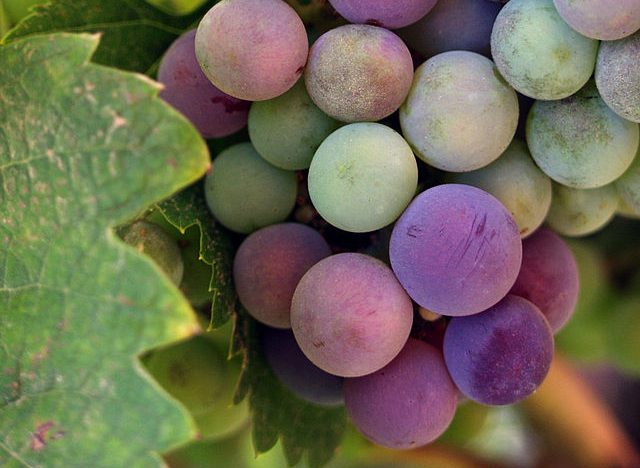 Baja California wine grapes: Credit, Wikimedia Commons Baja California wine grapes