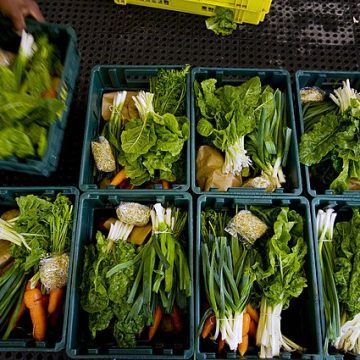 AUSAID vegetable produce in South Africa: Credit, Wikimedia Commons AUSAID South Africa vegetables