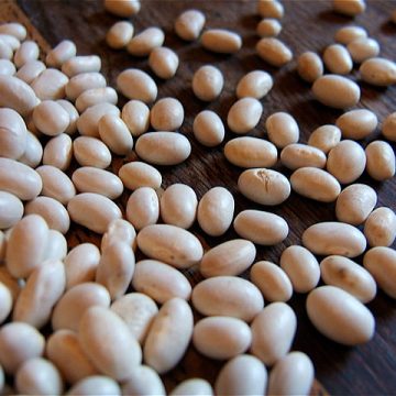 Haricot tarbais: Credit, Wikimedia Commons Haricot beans