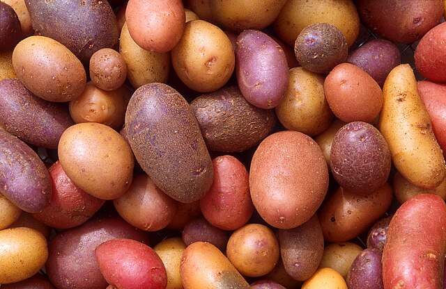 Different potato varieties: Credit, Wikimedia Commons potatoes