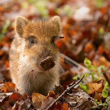Wild boar (Sus scrofa) piglet: Credit, Wikimedia Commons Wild piglet