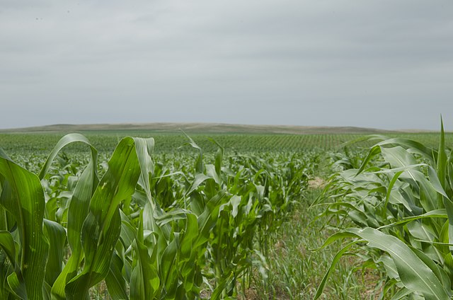 Field of corn, USA: Credit, Wikimedia Commons USDA crops