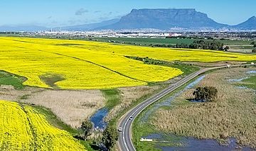 Agriculture in South Africa: canola