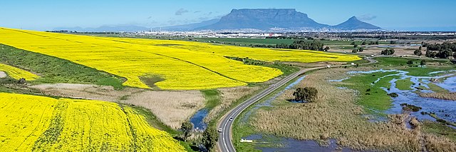 Canola agricultural fields in South Africa: Credit, Wikimedia Commons Agriculture in South Africa: canola