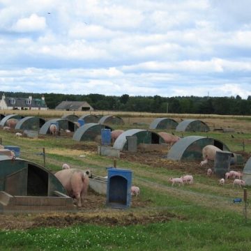 Pigs at a farm: Credit Wikimedia Commons U.S. extends Trump era’s high speed pork production for 90 days
