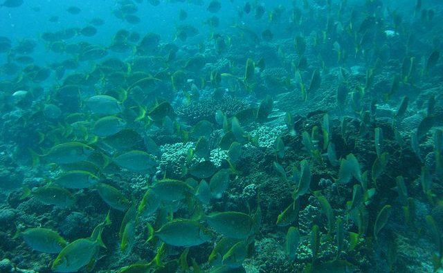 School of fish in the ocean: Credit, Wikimedia Commons ocean fish