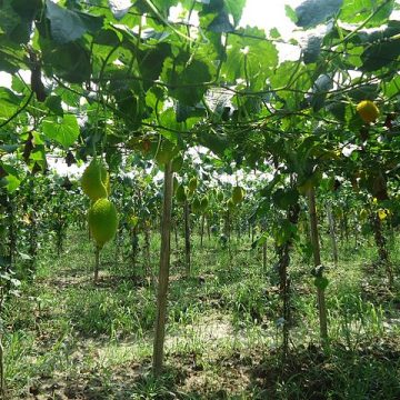 Sustainable agriculture in Chittagong: Credit, Wikimedia Commons Sustainable agriculture