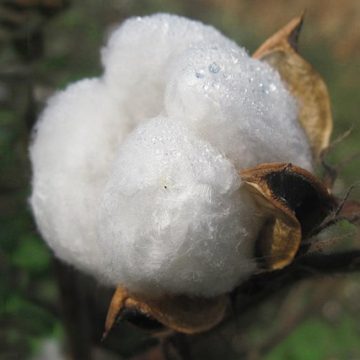 Cotton in India ready for harvest: Credit, Wikimedia Commons Cotton