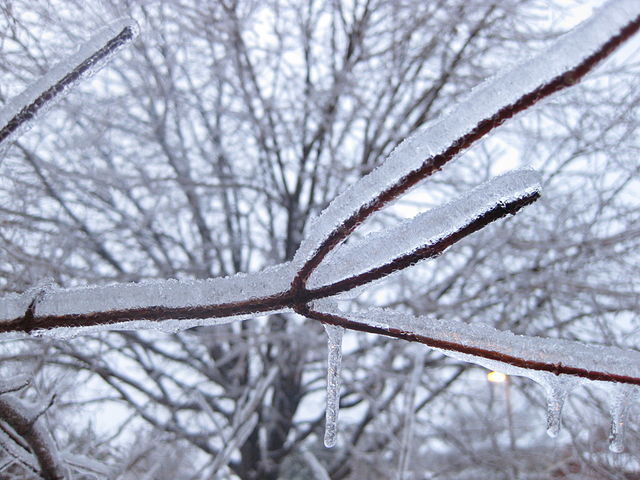 Freezing rain on a branch in Canada: Credit, Wikimedia Commons Freezing rain on a branch in Canada