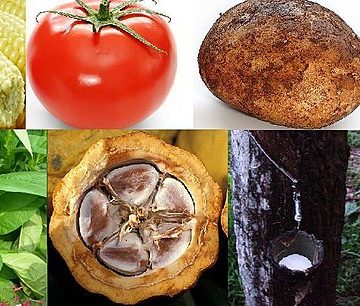 New crops attracting gene-editing: Credit, Wikimedia Commons agricultural seed and plants