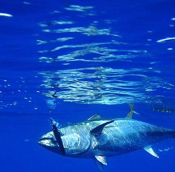 Tuna fish aggregating devices cast adrift 37% of oceans A school of bluefin tuna