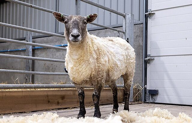 The shorn Fiona the sheep: Credit, Wikimedia Commons Fiona, "world's loneliest sheep"