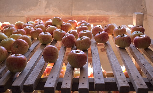 Apples in a celar in France: Credit, Wikimedia Commons Apples in a celar in France