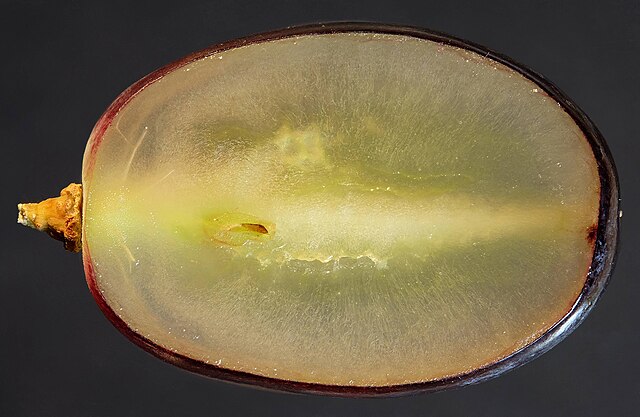 Black seedless grape from South Africa: Credit, Wikimedia Commons Black seedless grape from South Africa: