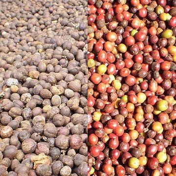 Coffee beans Robusta: Credit, Wikimedia Commons Robusta coffee beans