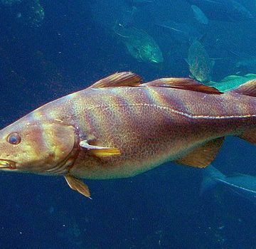 Cod (Gadus morhua) in the North Sea, off Norway: Credit, Wikimedia Commons Cod in the North Sea