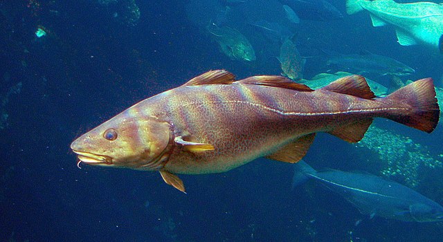 Cod (Gadus morhua) in the North Sea, off Norway: Credit, Wikimedia Commons Cod in the North Sea