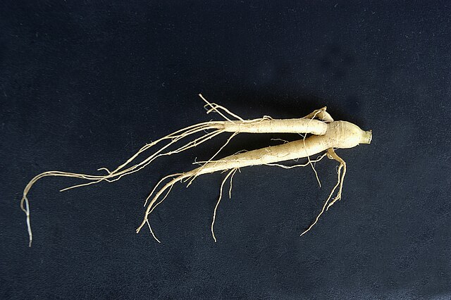Ginseng root: Credit, Wikimedia Commons ginseng root