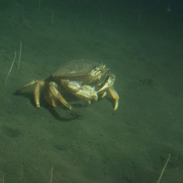 Dungeness crab undersea: Credit, Wikimedia Commons Dungeness crab undersea