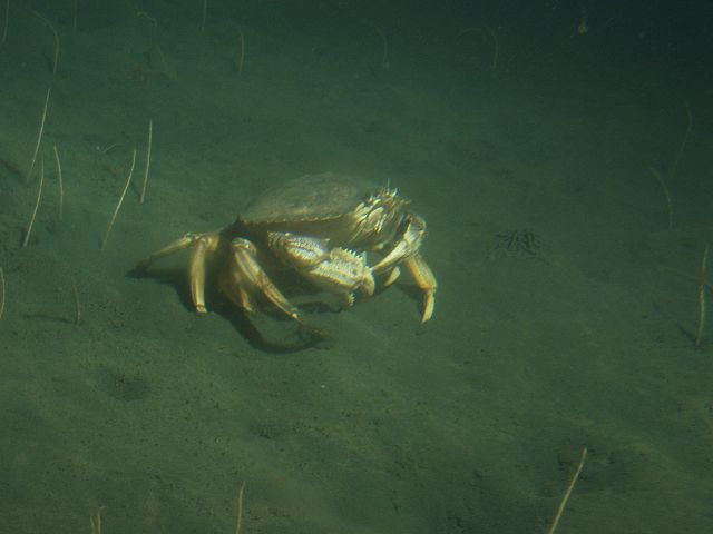 Dungeness crab undersea