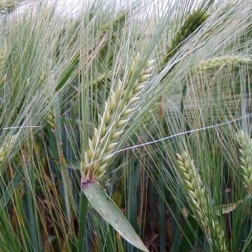 Barley: Credit, Wikimedia Commons Malting barley