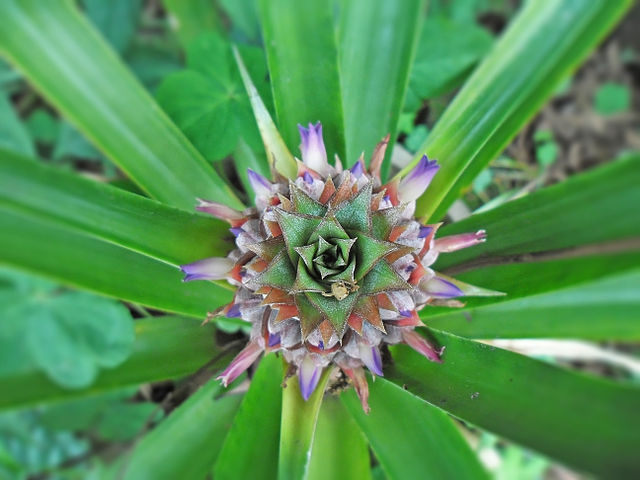 Flowering young pineapple in Hong Kong, off China: Credit, Wikimedia Commons Flowering pineapple, off mainland China