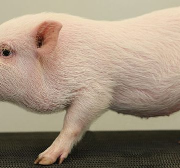 Mini pig: Credit, Wikimedia Commons Mini pig