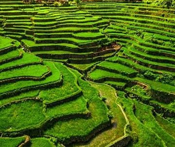 part of agriculture budget: rice terraces in the Philippines