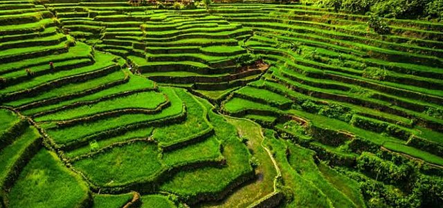 Philippines' rice in terraces: Credit, Wikimedia Commons part of agriculture budget: rice terraces in the Philippines