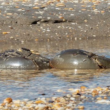 Horseshoe crabs on U.S. shore need endangered species protection
