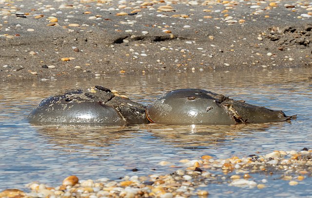 Two horseshoe crabs near the shore on Sandy Hook: Credit, Wikimedia Commons Horseshoe crabs on U.S. shore need endangered species protection