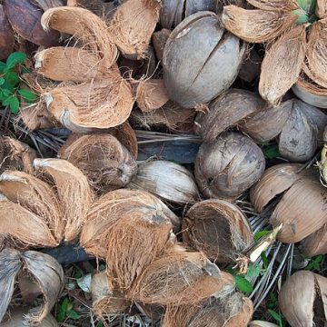 Thai coconut shells