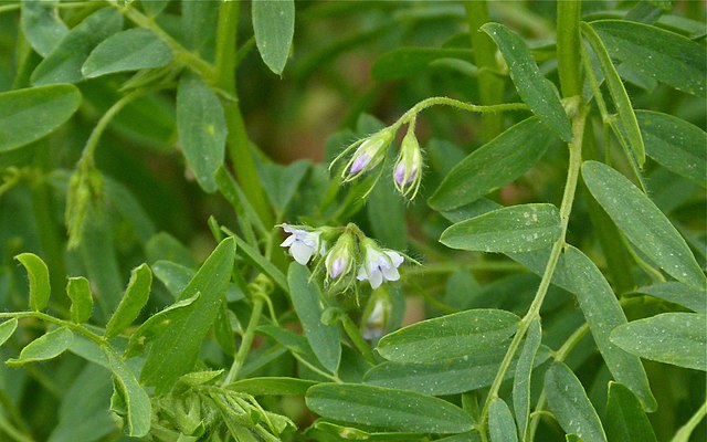 Lentils in bloom: Credit, Wikimedia Commons Lentils plants in bloom