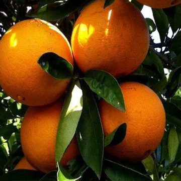 Navel oranges: Credit, Wikimedia Commons Navel oranges