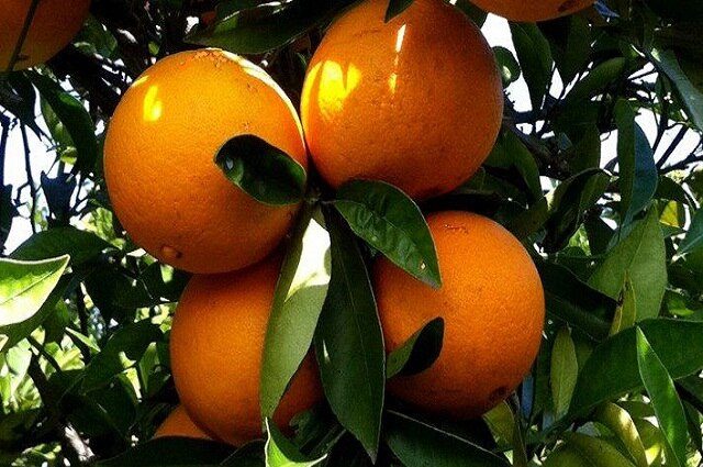 Navel oranges: Credit, Wikimedia Commons Navel oranges
