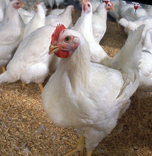 Chicken from the US