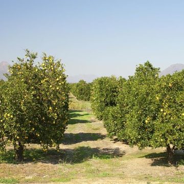South African citrus orchard: Credit, Wikimedia Commons Citrus orchard in a South African country