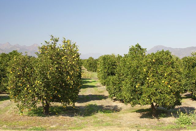 South African citrus orchard: Credit, Wikimedia Commons Citrus orchard in a South African country
