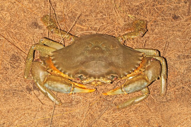 Mud crab (Scylla serrata): Credit, Wikimedia Commons Mud crab