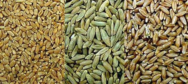 Wheat, rye, triticale for planting: Credit, Wikimedia Commons Grains for planting