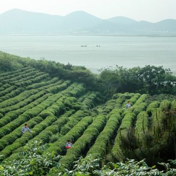Tea plantation on the Yangtze River basin, China captures lush agriculture spending
