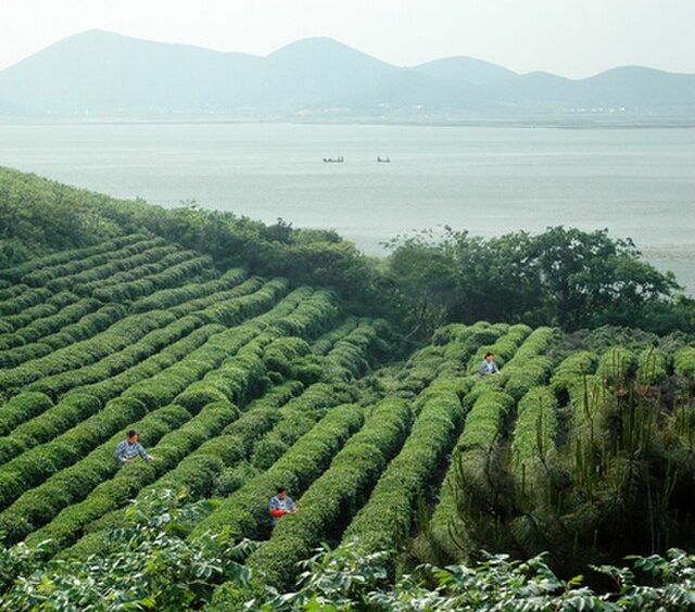 Tea plantation on the Yangtze River basin, China: Credit, Wikimedia Commons Tea plantation on the Yangtze River basin, China captures lush agriculture spending